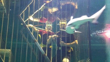 Haaien voeren, zwemmen met dolfijnen is zo gewoon.... 